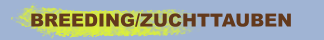 BREEDING/ZUCHTTAUBEN