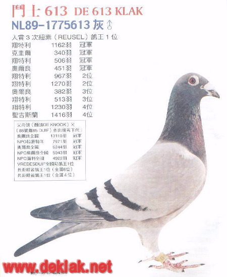 Champion 613 , DE KLAK