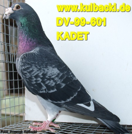 SUPER ROZPLODOWIEC, KADET 601