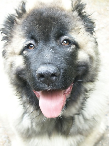 Caucasian Mountains Dog Hakim Chmapion of Germany and International Champion
